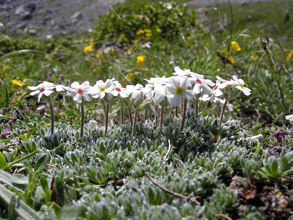 Androsace villosa /Androsace appenninica